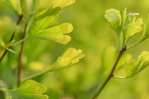 Detail-Ansicht von Ginkgo-Blättern