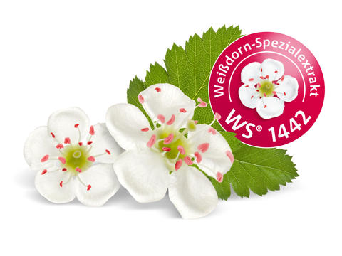 Illustration Weissdorn mit einem Siegel zum Weissdorn-Spezialextrakt WS® 1442