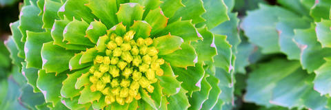 Detailaufnahme einer Rhodiola-Pflanze mit Blüten