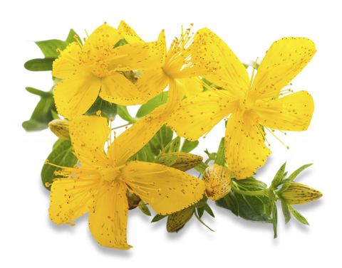 Johanniskrautblüten