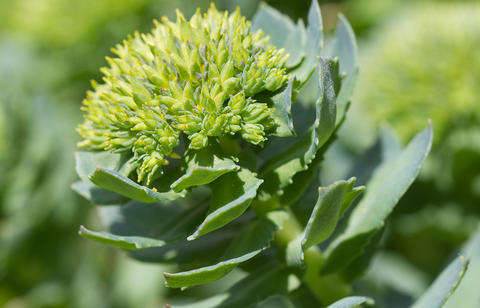 Detailaufnahme einer Rhodiola-Pflanze