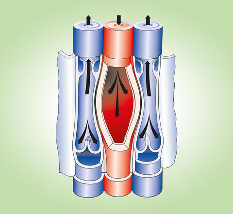 Illustration der Funktionsweise der Venenklappen