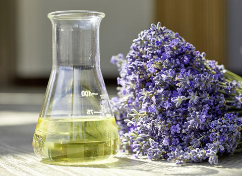 Erlenmeyerkolben mit Arzneilavendelöl Silexan aus hochwertigem Arzneilavendel (Lavandula angustifolia)