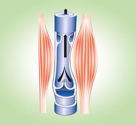 Illustration der Funktionsweise der Venen-Muskel-Pumpe