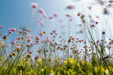 Blumenwiese im Sommer in Nahaufnahme von unten aufgenommen