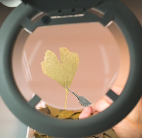 Ein getrocknetes Ginkgo-Blatt wird unter iener Lube betrachtet