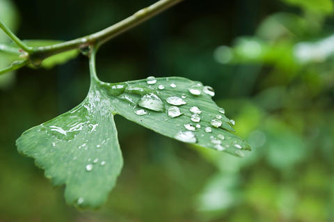 GIngko-Blatt mit Regentropfen in Nahaufnahme zur Darstellung von Schwabe Arzneimittlen