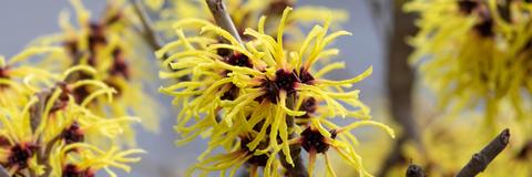Hamamelis Blüten und Zweige