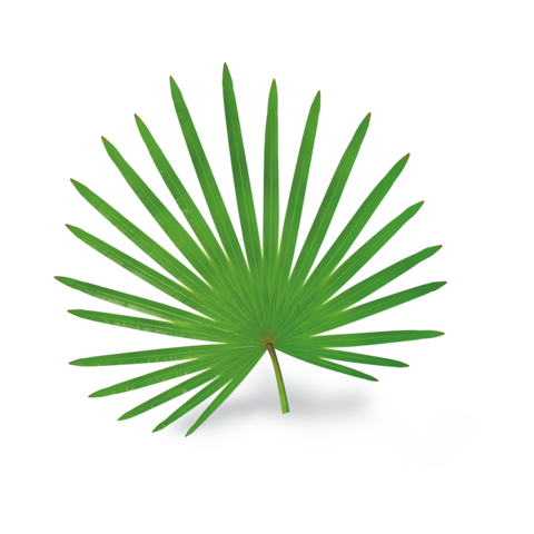 Illustration Sägepalmeblatt