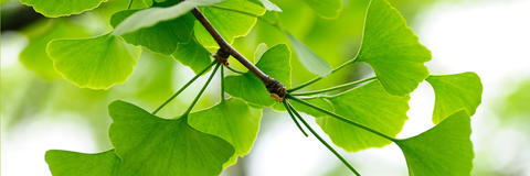 Detail-Ansicht von Ginkgo-Blättern