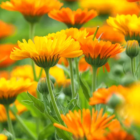 Detailaufnahme von Calendula Pflanzen