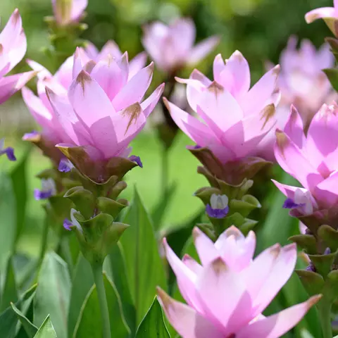 Detailaufnahme von Curcuma-Blüten