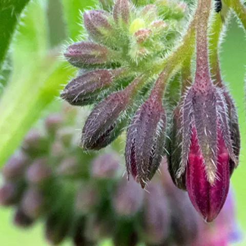 Detail-Ansicht von Beinwell-Blüten