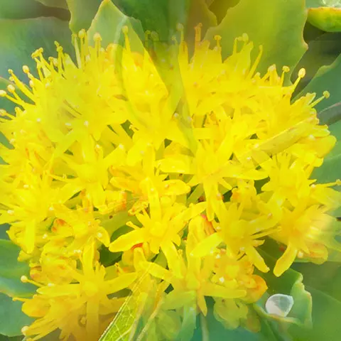 Detail-Ansicht der Blüte einer Heilpflanze