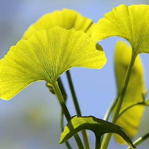 Detail-Ansicht von Ginkgoblättern