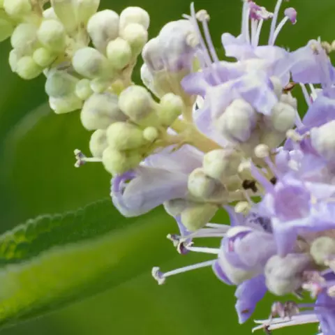 Detail-Ansicht von Mönchspfeffer-Blüten