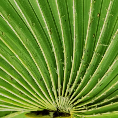 Detail-Ansicht eines Sabal-Blattes