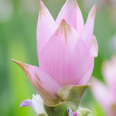 Detail-Ansicht von Curcuma-Blüten