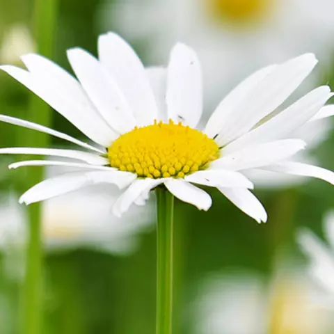 Detail-Ansicht von Kamillenblüten