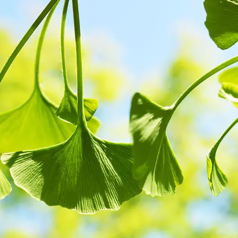Detail-Ansicht von Ginkgoblättern