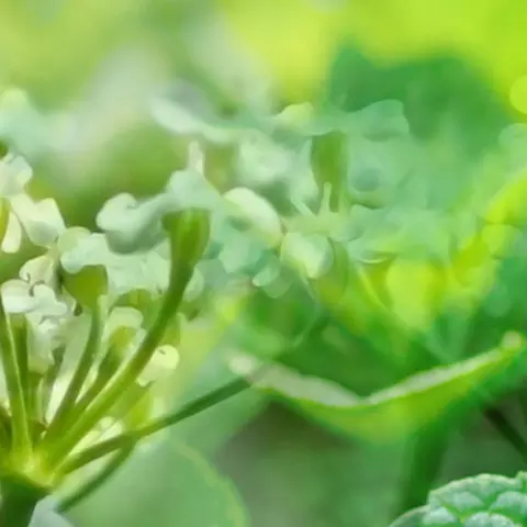 Bildkomposition aus Detailaufnahmen von Kümmelblüten und Pfefferminzblättern