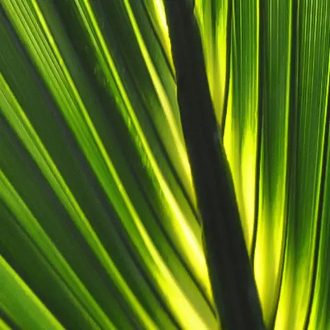 Detail-Ansicht eines Sabal-Blattes