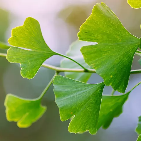 Detail-Ansicht von Ginkgoblättern