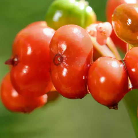 Detail-Ansicht von Ginseng-Beeren