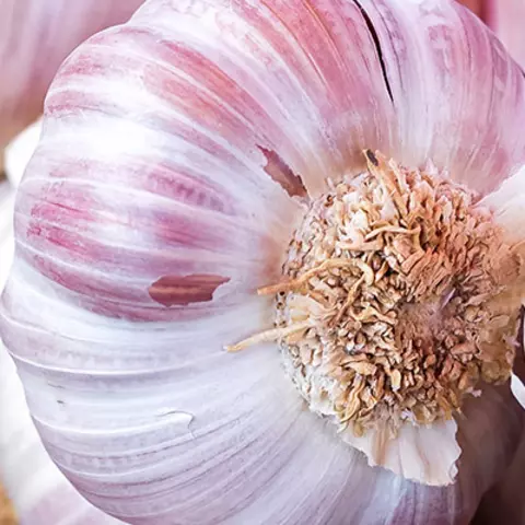Detail-Ansicht von Knoblauch-Knollen