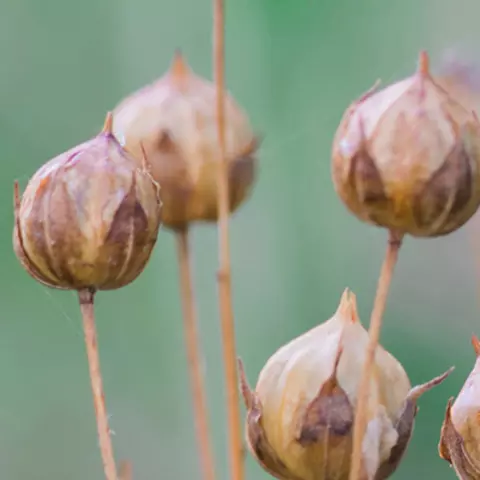 Detail-Ansicht eines Leinsamen-Feldes