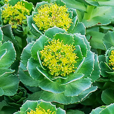 Detail-Ansicht von Rhodiola-Blüten