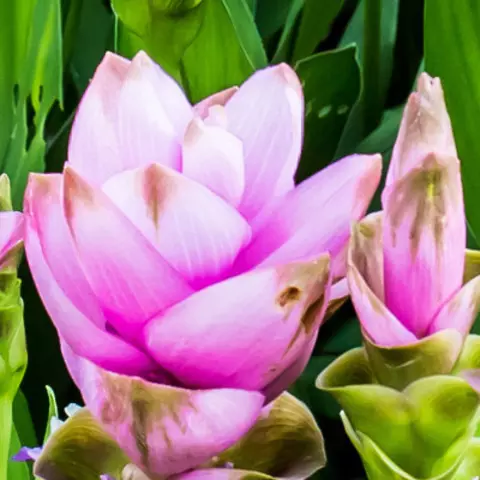 Detail-Ansicht von Curcuma-Blüten