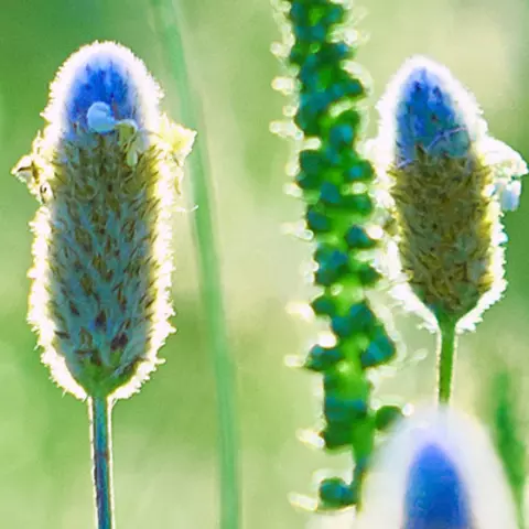 Detail-Ansicht von Psyllium-Blüten