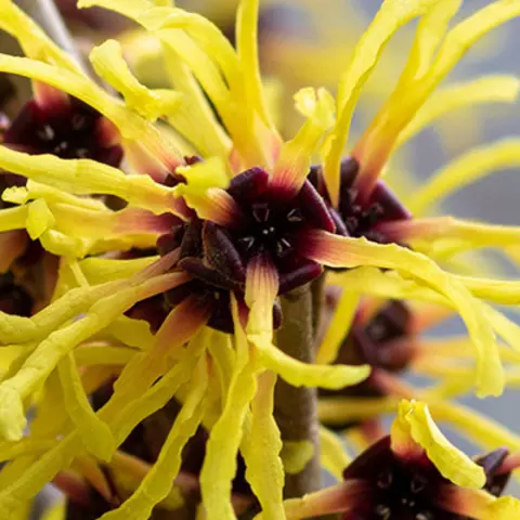 Detail-Ansicht von Hamamelis-Blüten