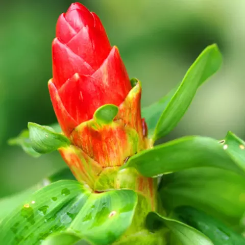 Detail-Ansicht von Ingwer-Blüten