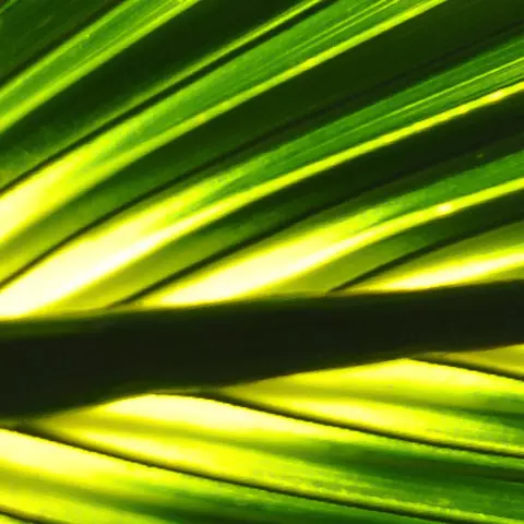 Detail-Ansicht eines Sabal-Blattes