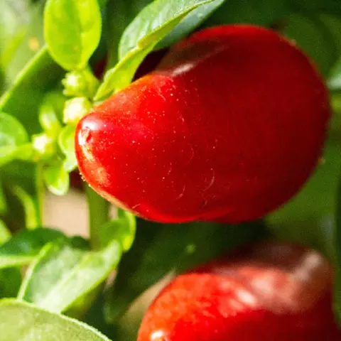 Detail-Ansicht Capsicum Früchte und Blätter