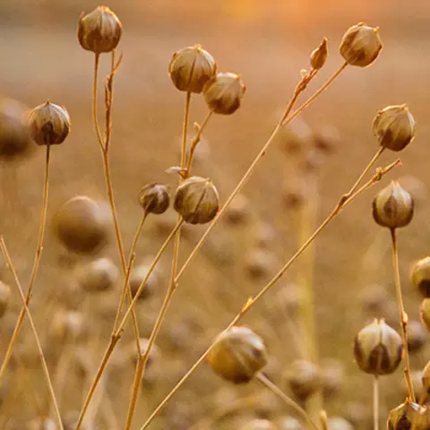 Detail-Ansicht von einem Leinsamen-Feld