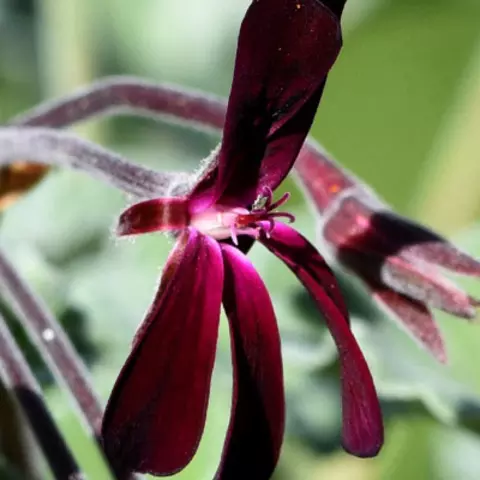 Detail-Ansicht von Pellargonium-Blüten