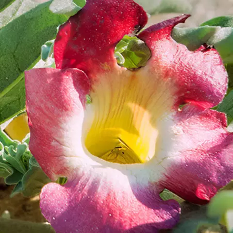 Detail-Ansicht einer Teufelskralle-Blüte
