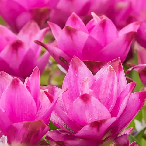 Detail-Ansicht eines blühenden Curcuma-Feldes