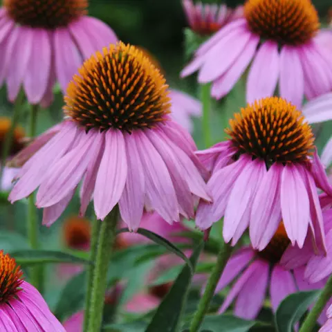Detail-Ansicht eines blühenden Echinacea-Feldes