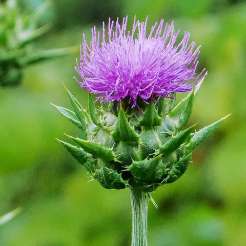 Detail-Ansicht einer Mariendistel-Blüte