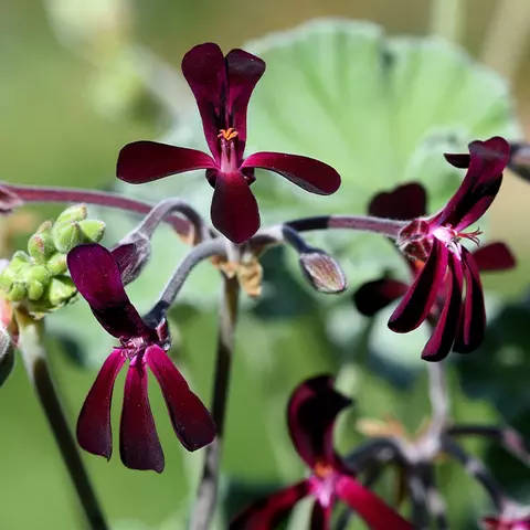 Detail-Ansicht von Pellargonium-Blüten