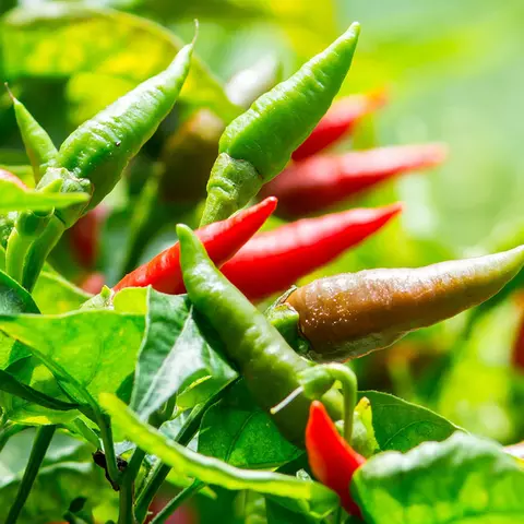 Detail-Ansicht von Capsicum-Schoten