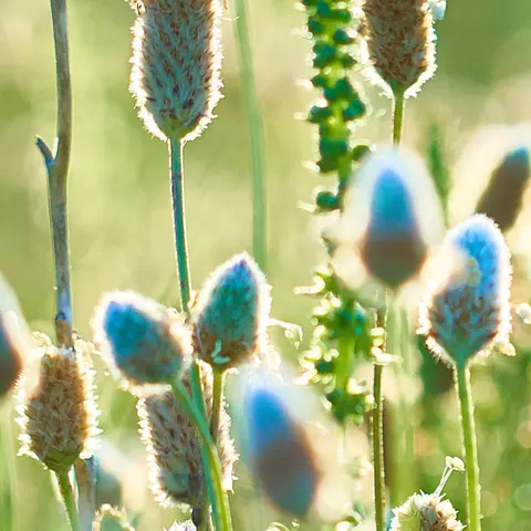 Detail-Ansicht von Psyllium-Pflanzen