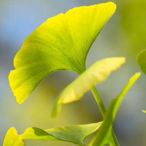 Detail-Ansicht von Ginkgoblättern
