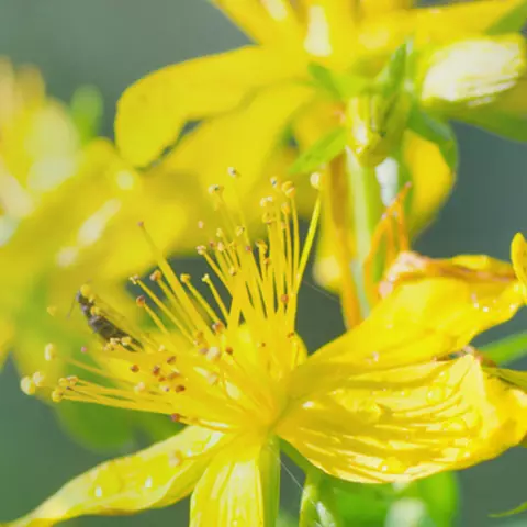 Detailansicht von Johanniskrautblüten