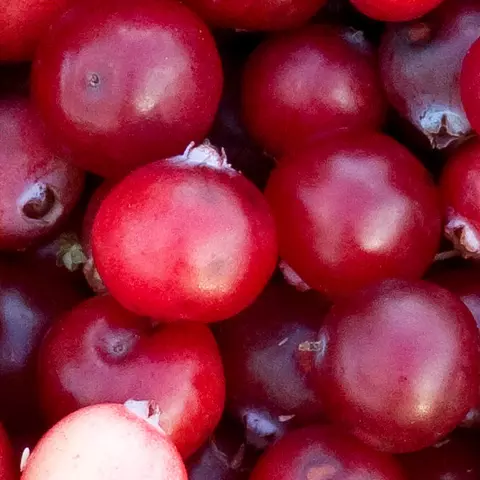 Detailaufnahme von Cranberries