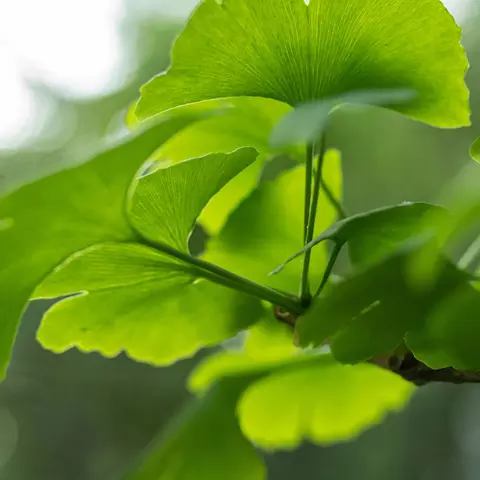 Detail-Ansicht von Ginkgoblättern